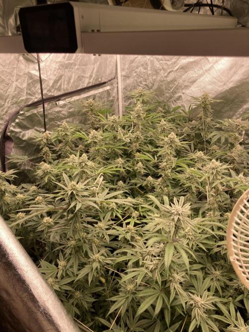 PLATINUMZ (In House Genetics). Week 15