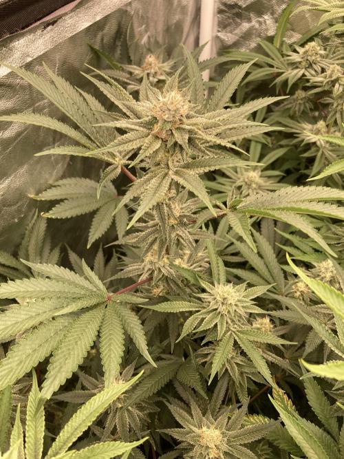 PLATINUMZ (In House Genetics). Week 15