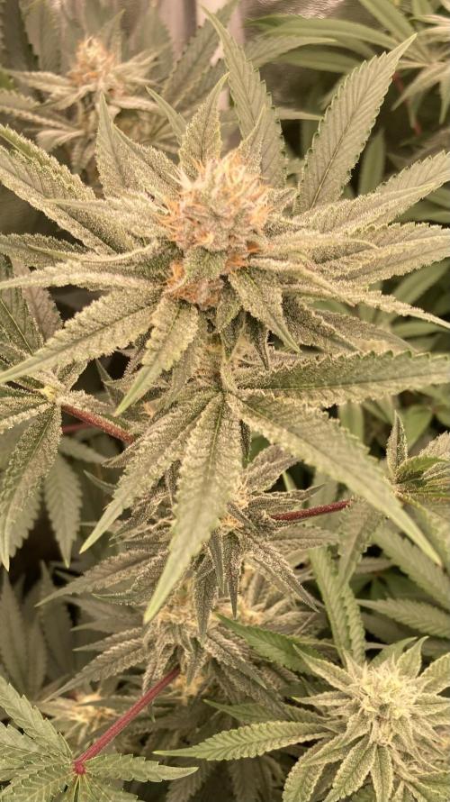 PLATINUMZ (In House Genetics). Week 15