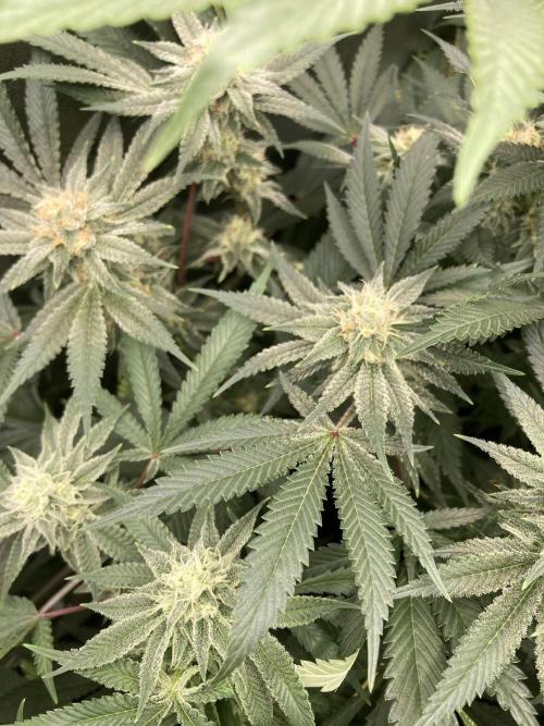 PLATINUMZ (In House Genetics). Week 15