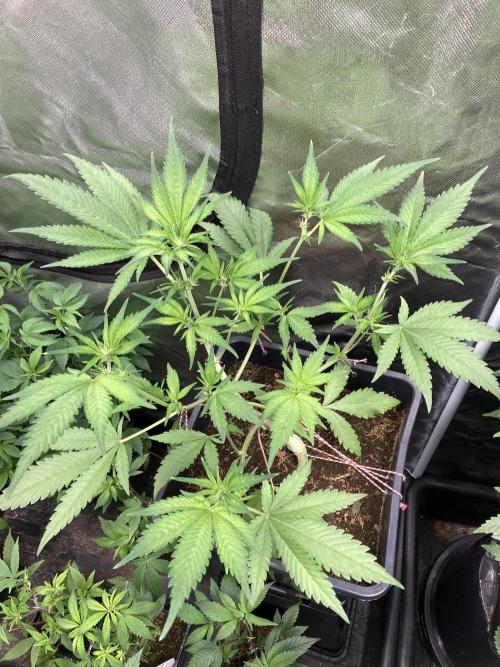 Getting Frosty with the Boys. Week 6