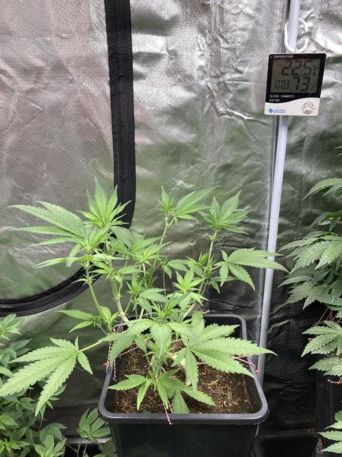 Getting Frosty with the Boys. Week 6