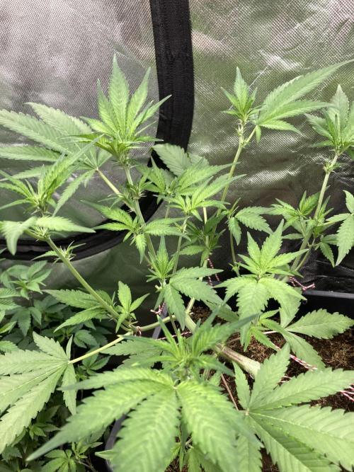 Getting Frosty with the Boys. Week 6