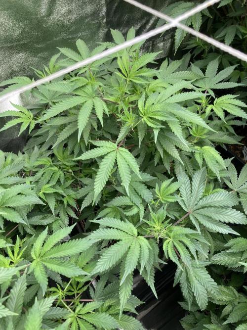 Colorado Nightshifter (Relentless). Week 17