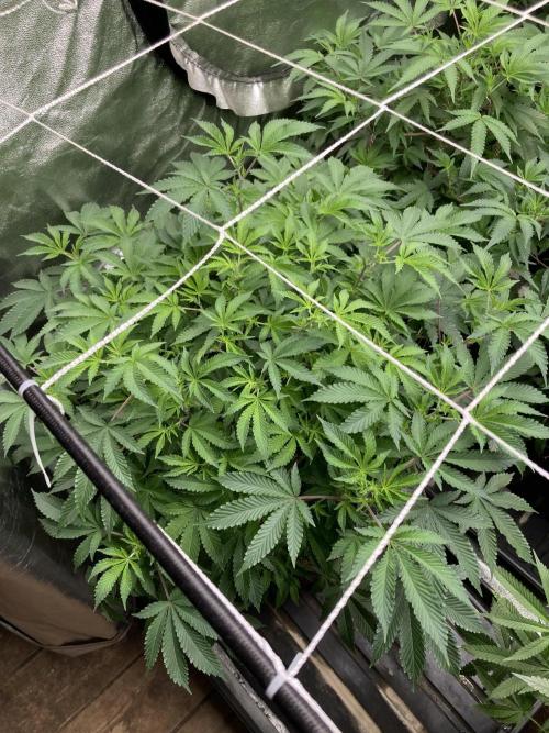 Colorado Nightshifter (Relentless). Week 17