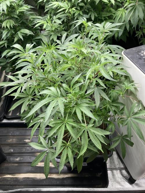 Colorado Nightshifter (Relentless). Week 17