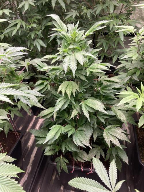 Colorado Nightshifter (Relentless). Week 17