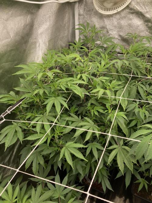 Colorado Nightshifter (Relentless). Week 17