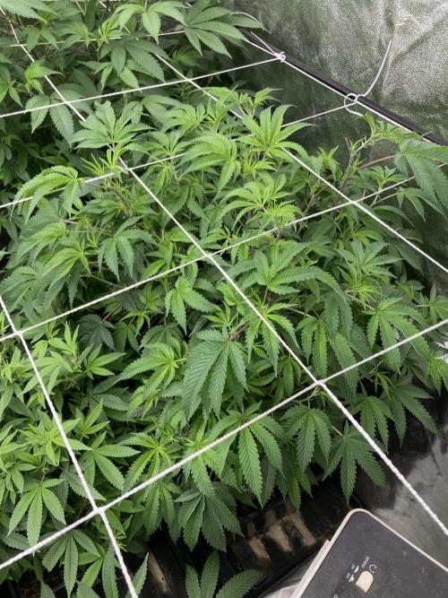 Colorado Nightshifter (Relentless). Week 17