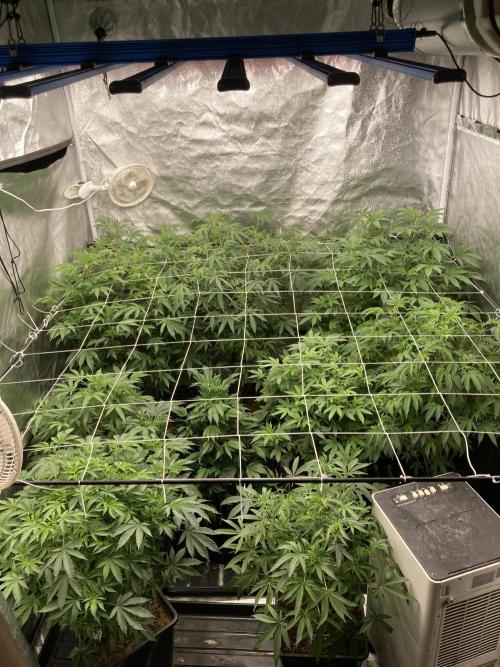 Glazed Pastries#3 (In House Genetics). Week 1