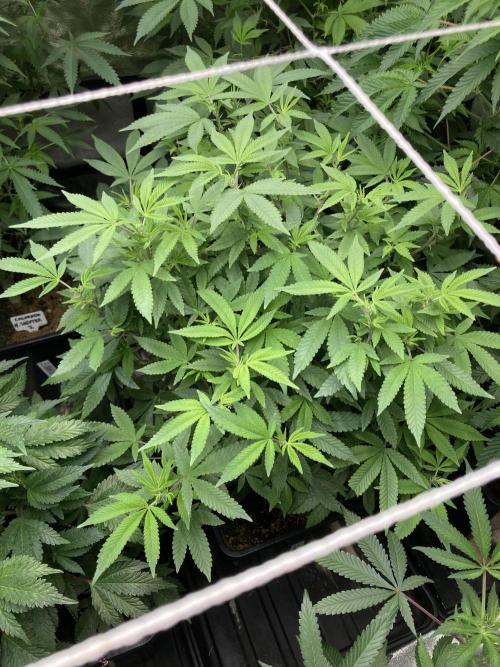 Glazed Pastries#3 (In House Genetics). Week 1