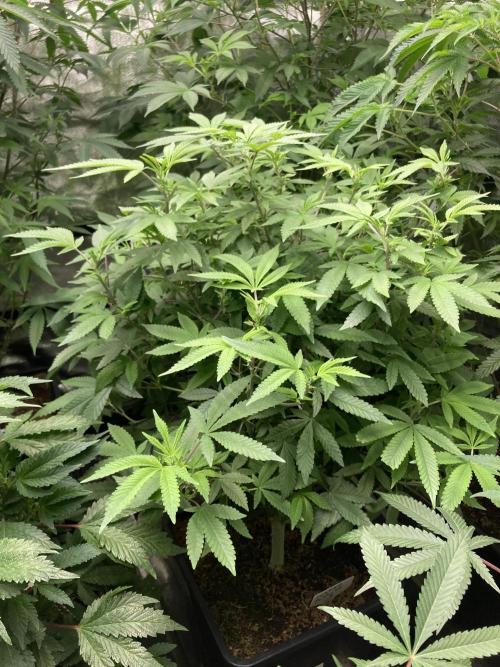 Glazed Pastries#3 (In House Genetics). Week 1