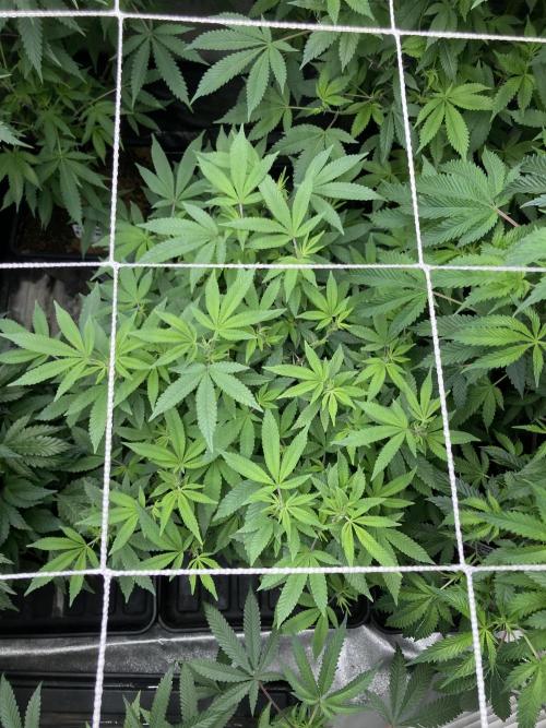 Glazed Pastries#3 (In House Genetics). Week 1