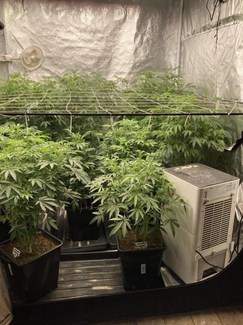 Glazed Pastries#3 (In House Genetics). Week 1