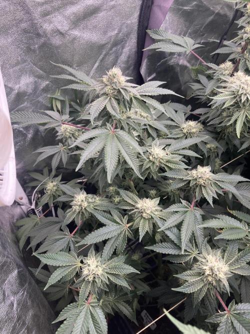 Rainbow Gelato (Wizard Trees). Week 17