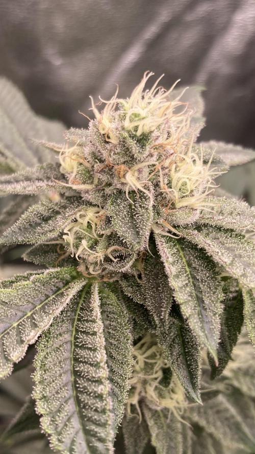 Rainbow Gelato (Wizard Trees). Week 17