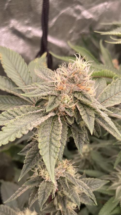 Rainbow Gelato (Wizard Trees). Week 17