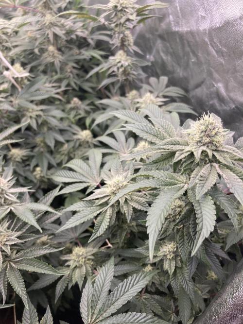 Rainbow Gelato (Wizard Trees). Week 17