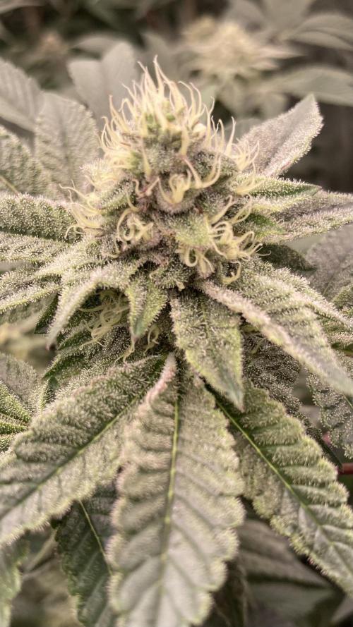 Rainbow Gelato (Wizard Trees). Week 17