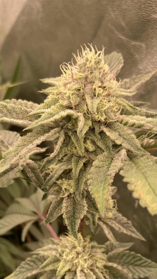 Rainbow Gelato (Wizard Trees). Week 17