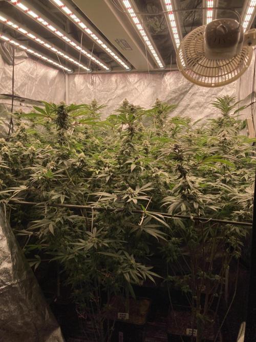 Sugoi Zushi (In House Genetics). Week 17