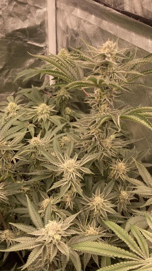 Sugoi Zushi (In House Genetics). Week 17