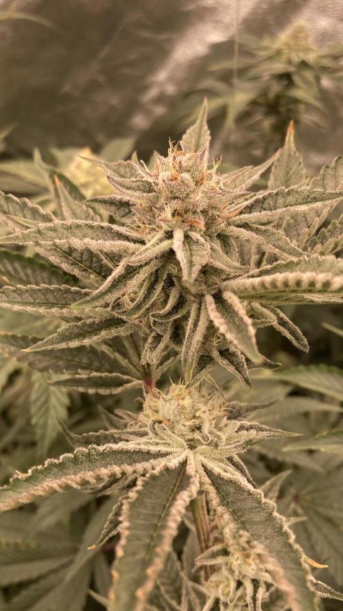 Sugoi Zushi (In House Genetics). Week 17