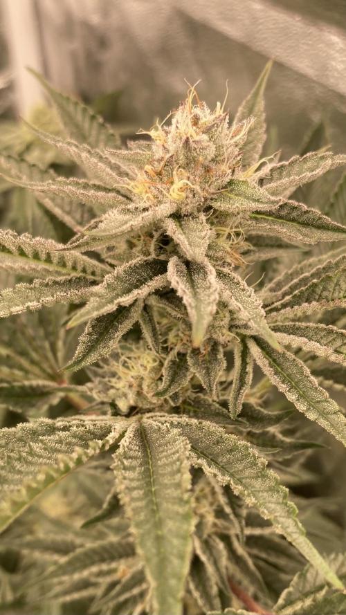 Sugoi Zushi (In House Genetics). Week 17