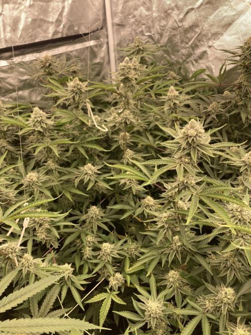 Sugoi Zushi (In House Genetics). Week 17