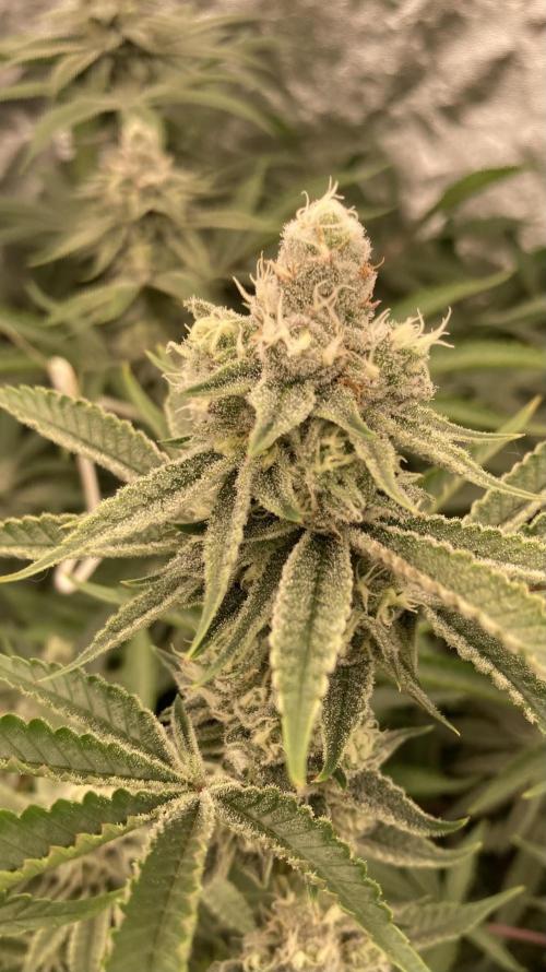 Sugoi Zushi (In House Genetics). Week 17