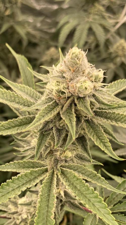 Sugoi Zushi (In House Genetics). Week 17