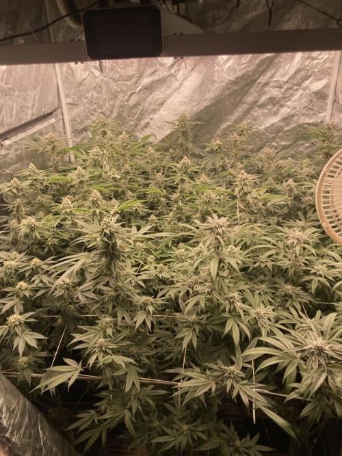 Sugoi Zushi (In House Genetics). Week 17