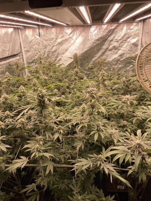 Pink Runtz x Hollywood (Cookies). Week 16