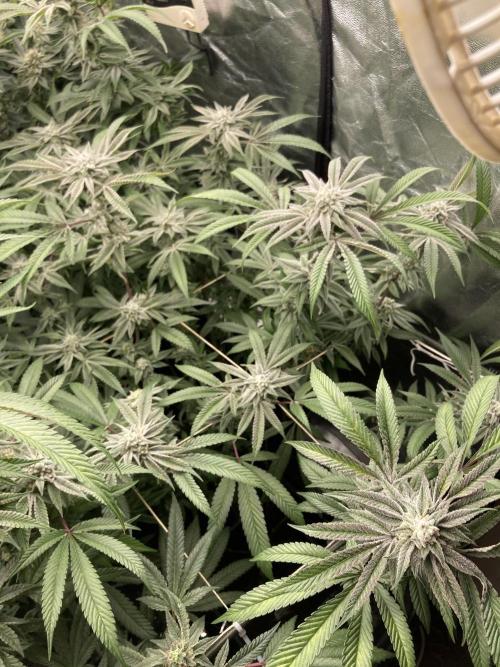 Pink Runtz x Hollywood (Cookies). Week 16