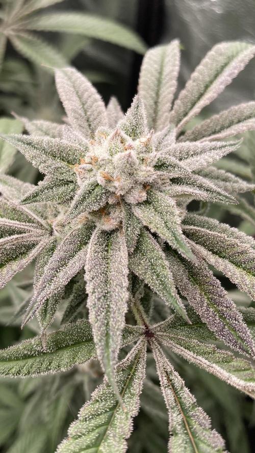 Pink Runtz x Hollywood (Cookies). Week 16