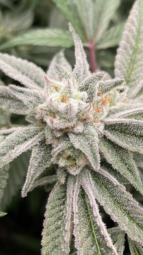 Pink Runtz x Hollywood (Cookies). Week 16