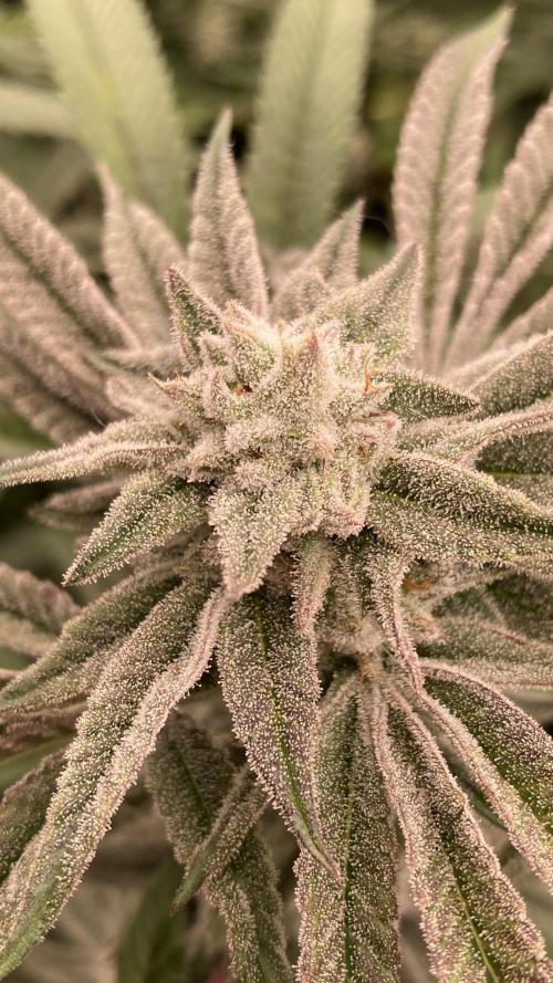 Pink Runtz x Hollywood (Cookies). Week 16