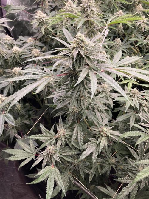 Pink Runtz x Hollywood (Cookies). Week 16