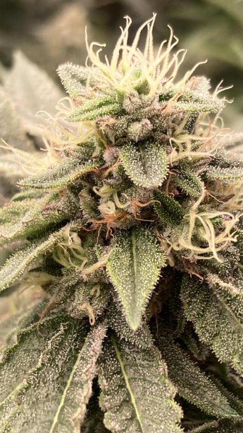 Pink Runtz x Hollywood (Cookies). Week 16