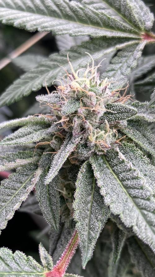 Pink Runtz x Hollywood (Cookies). Week 16