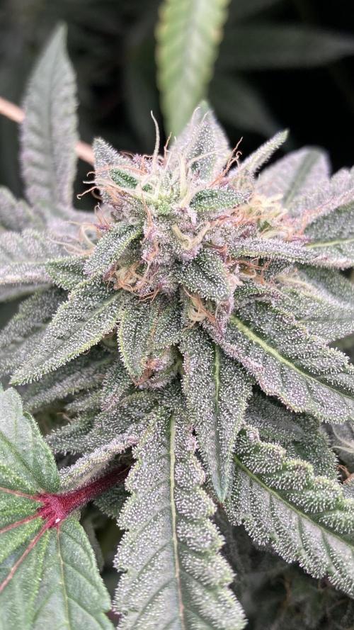 Pink Runtz x Hollywood (Cookies). Week 16