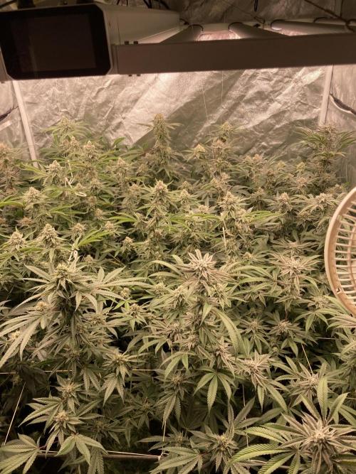 Pink Runtz x Hollywood (Cookies). Week 16