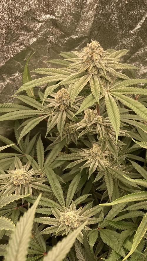 Glazed Pastries (In House Genetics). Week 15