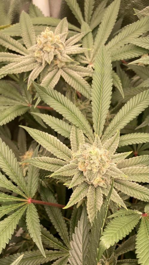 Glazed Pastries (In House Genetics). Week 15