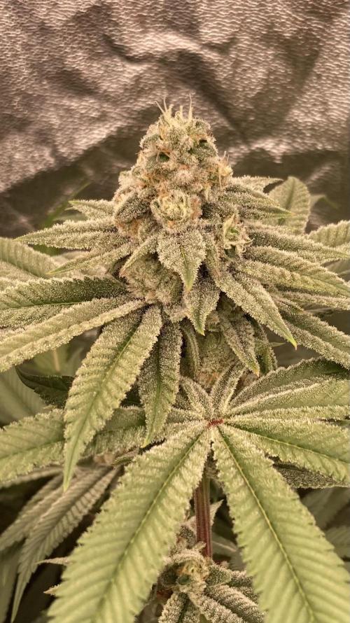 Glazed Pastries (In House Genetics). Week 15