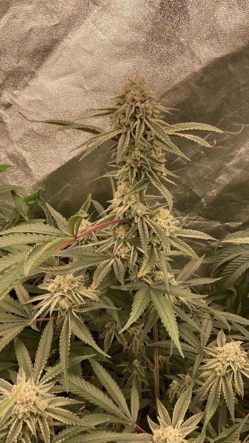 Glazed Pastries (In House Genetics). Week 15