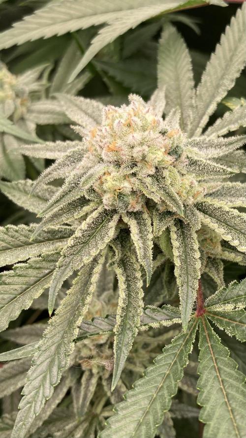 Glazed Pastries (In House Genetics). Week 15