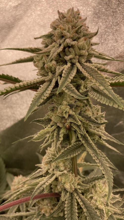 Glazed Pastries (In House Genetics). Week 15