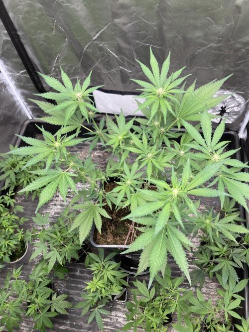 Getting Frosty with the Boys. Week 7