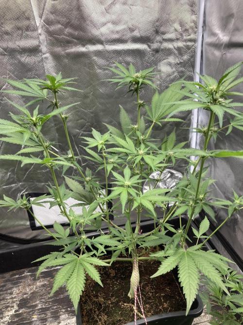 Getting Frosty with the Boys. Week 7